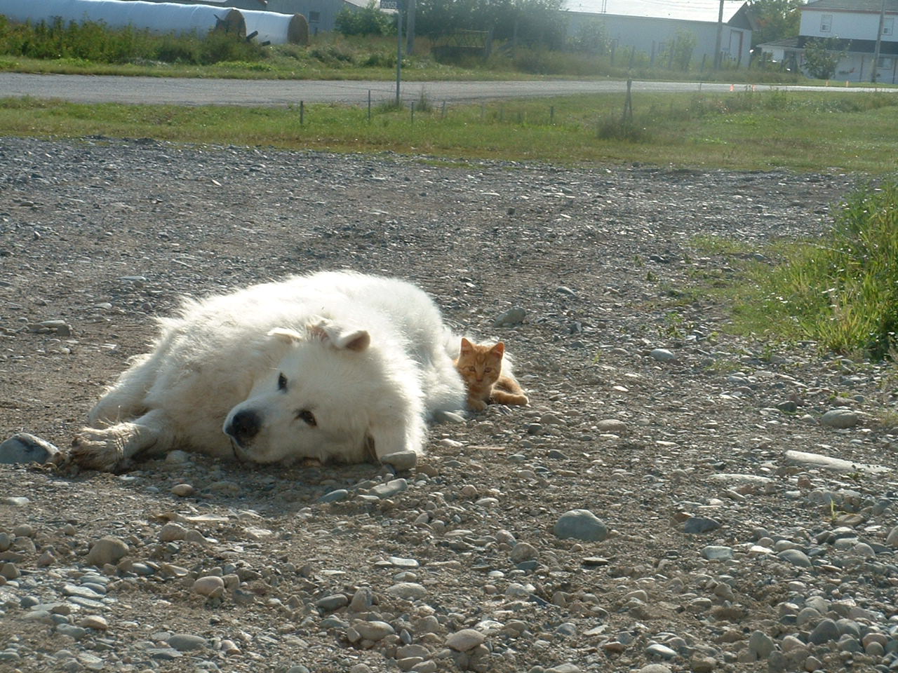 caramel and buddy