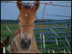 paso fino