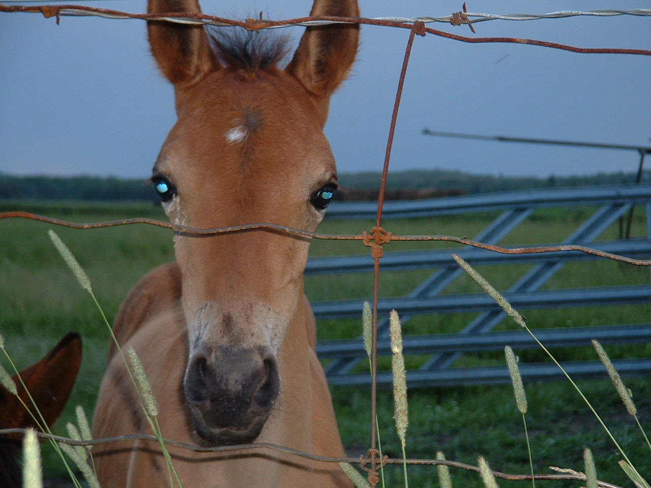 paso fino