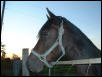 siete my paso fino