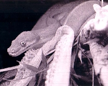 GTP