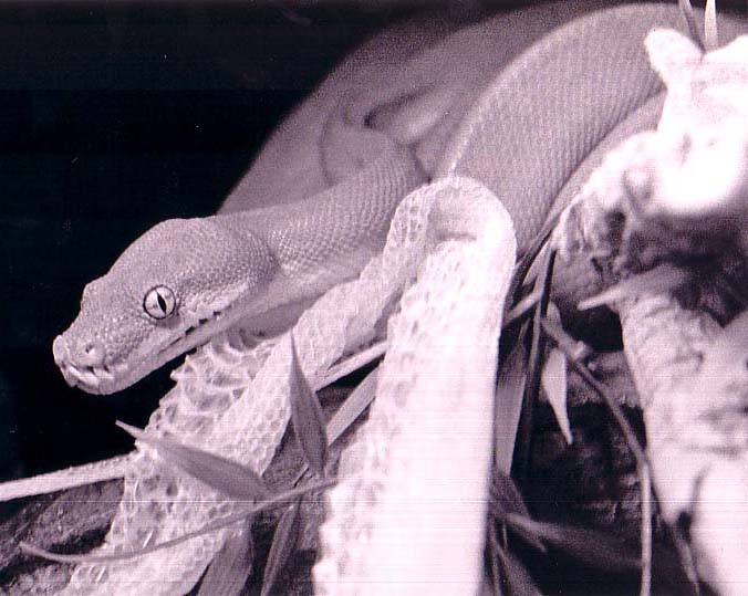 GTP