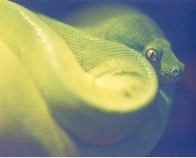 Verdi my GTP