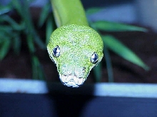 GTP closeup