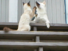 Sammy and Penny