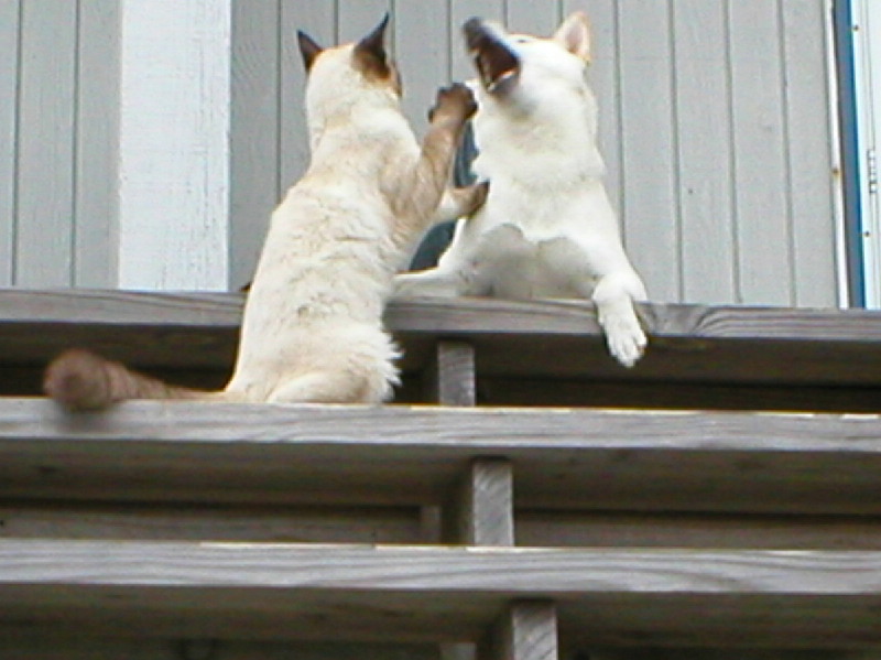 Sammy and Penny