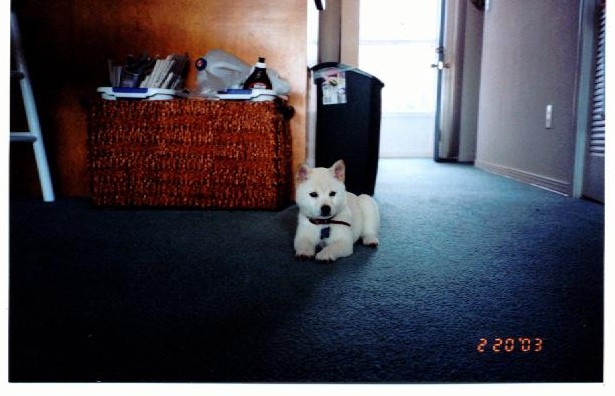 Baby Penny