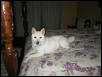Queen Penny