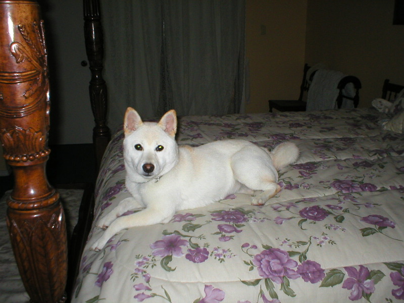 Queen Penny