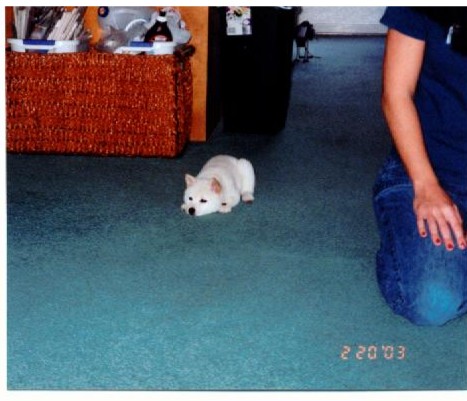 Penny Mouse