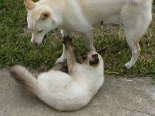 Playtime