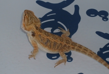draco in bath