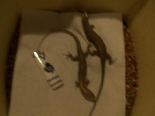 newskink1