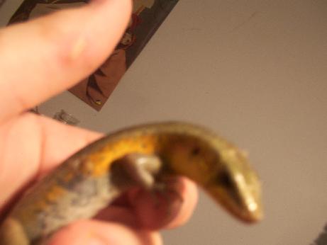 newskink2