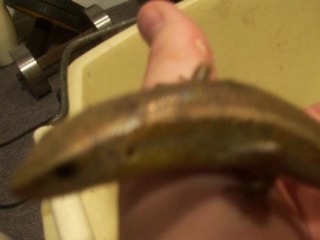 newskink3