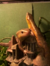 skinks
