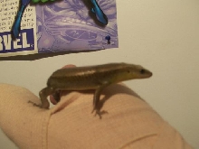 skink