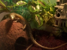 skinky