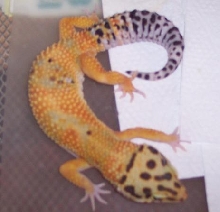 tang