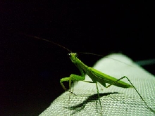 praying mantis
