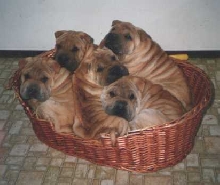 Chinese Shar Pei