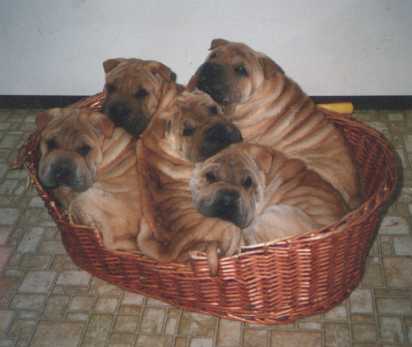Chinese Shar Pei
