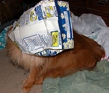New breed..Popperanian??