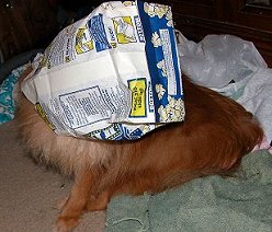 New breed..Popperanian??