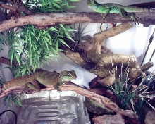 Dragons