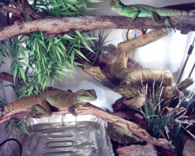 Dragons