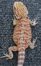BABY DRAGON #2