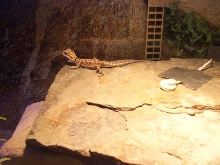 basking
