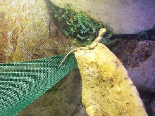 Basking