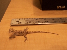 My first Beardie