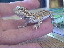 DACHIU dragon