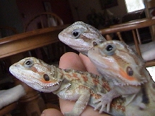 3 transparent beardies, all three of them,