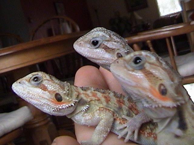 3 transparent beardies, all three of them,