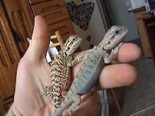another see thru bearded dragon, with a normal next to her