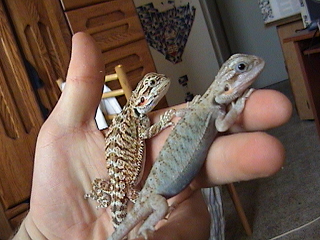 another see thru bearded dragon, with a normal next to her