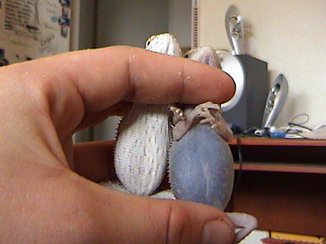 Transparent bearded Dragon, a recent new trait or gene...take a look