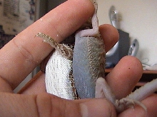 another see thru bearded dragon, with a normal next to her