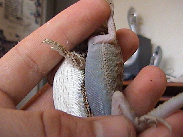 another see thru bearded dragon, with a normal next to her
