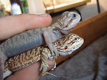 another transparent compared with a normal