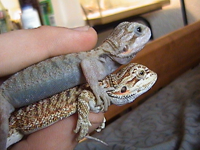 another transparent compared with a normal