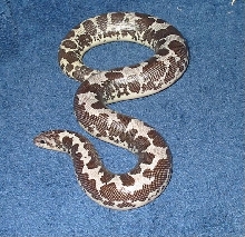 0.1 Anery KSB
