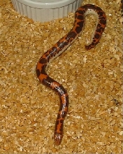 0.1 Nuclear Kenyan Sand Boa