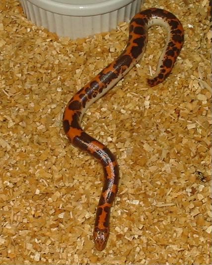 0.1 Nuclear Kenyan Sand Boa
