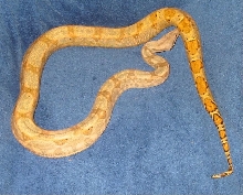 0.1 Hog Island Boa