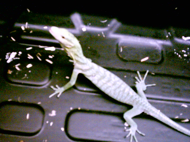 green tree monitor