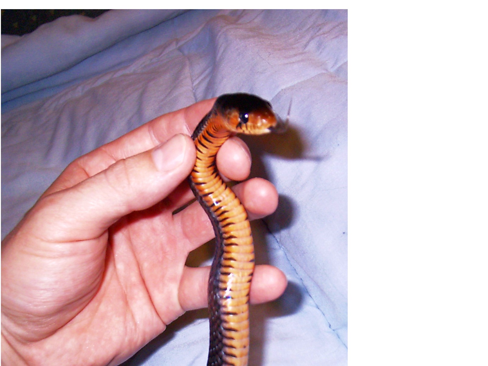 E. Indigo